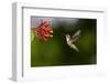 Black-chinned Hummingbird (Archilochus alexandri) feeding-Larry Ditto-Framed Photographic Print