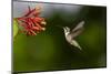 Black-chinned Hummingbird (Archilochus alexandri) feeding-Larry Ditto-Mounted Photographic Print