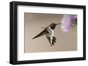 Black-chinned Hummingbird (Archilochus alexandri) In flight, hovering-Malcolm Schuyl-Framed Photographic Print