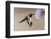 Black-chinned Hummingbird (Archilochus alexandri) In flight, hovering-Malcolm Schuyl-Framed Photographic Print