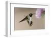 Black-chinned Hummingbird (Archilochus alexandri) In flight, hovering-Malcolm Schuyl-Framed Photographic Print
