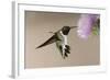 Black-chinned Hummingbird (Archilochus alexandri) In flight, hovering-Malcolm Schuyl-Framed Photographic Print