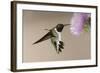 Black-chinned Hummingbird (Archilochus alexandri) In flight, hovering-Malcolm Schuyl-Framed Photographic Print