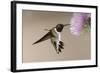 Black-chinned Hummingbird (Archilochus alexandri) In flight, hovering-Malcolm Schuyl-Framed Photographic Print