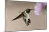 Black-chinned Hummingbird (Archilochus alexandri) In flight, hovering-Malcolm Schuyl-Mounted Photographic Print