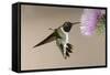 Black-chinned Hummingbird (Archilochus alexandri) In flight, hovering-Malcolm Schuyl-Framed Stretched Canvas