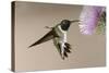 Black-chinned Hummingbird (Archilochus alexandri) In flight, hovering-Malcolm Schuyl-Stretched Canvas