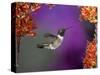 Black-Chinned Hummingbird, Arizona, USA-Joe & Mary Ann McDonald-Stretched Canvas