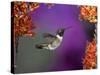 Black-Chinned Hummingbird, Arizona, USA-Joe & Mary Ann McDonald-Stretched Canvas