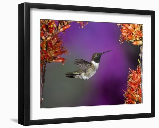 Black-Chinned Hummingbird, Arizona, USA-Joe & Mary Ann McDonald-Framed Photographic Print