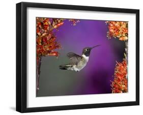 Black-Chinned Hummingbird, Arizona, USA-Joe & Mary Ann McDonald-Framed Photographic Print