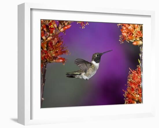 Black-Chinned Hummingbird, Arizona, USA-Joe & Mary Ann McDonald-Framed Photographic Print