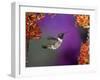 Black-Chinned Hummingbird, Arizona, USA-Joe & Mary Ann McDonald-Framed Photographic Print