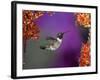 Black-Chinned Hummingbird, Arizona, USA-Joe & Mary Ann McDonald-Framed Photographic Print