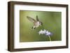 Black-Chinned Hummingbird Feeding-Larry Ditto-Framed Photographic Print
