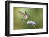 Black-Chinned Hummingbird Feeding-Larry Ditto-Framed Photographic Print