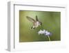 Black-Chinned Hummingbird Feeding-Larry Ditto-Framed Photographic Print