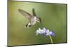 Black-Chinned Hummingbird Feeding-Larry Ditto-Mounted Photographic Print