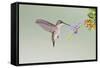 Black-Chinned Hummingbird Female Feeding at Flowers, Texas, USA-Larry Ditto-Framed Stretched Canvas