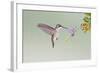 Black-Chinned Hummingbird Female Feeding at Flowers, Texas, USA-Larry Ditto-Framed Photographic Print