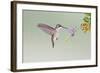 Black-Chinned Hummingbird Female Feeding at Flowers, Texas, USA-Larry Ditto-Framed Photographic Print