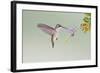 Black-Chinned Hummingbird Female Feeding at Flowers, Texas, USA-Larry Ditto-Framed Photographic Print