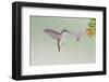 Black-Chinned Hummingbird Female Feeding at Flowers, Texas, USA-Larry Ditto-Framed Photographic Print