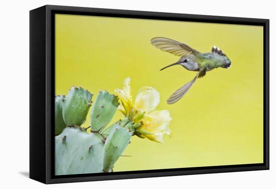 Black-Chinned Hummingbird Female Feeding at Prickly Pear Cactus Flowers, Texas, USA-Larry Ditto-Framed Stretched Canvas