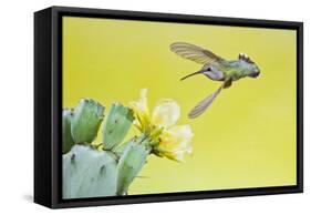 Black-Chinned Hummingbird Female Feeding at Prickly Pear Cactus Flowers, Texas, USA-Larry Ditto-Framed Stretched Canvas