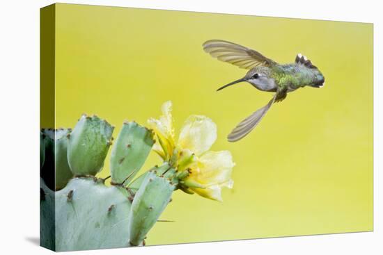 Black-Chinned Hummingbird Female Feeding at Prickly Pear Cactus Flowers, Texas, USA-Larry Ditto-Stretched Canvas