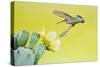 Black-Chinned Hummingbird Female Feeding at Prickly Pear Cactus Flowers, Texas, USA-Larry Ditto-Stretched Canvas