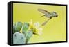 Black-Chinned Hummingbird Female Feeding at Prickly Pear Cactus Flowers, Texas, USA-Larry Ditto-Framed Stretched Canvas