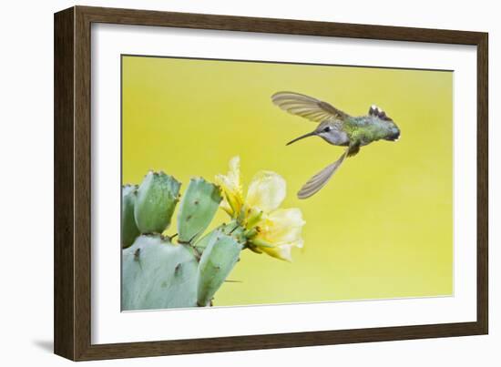 Black-Chinned Hummingbird Female Feeding at Prickly Pear Cactus Flowers, Texas, USA-Larry Ditto-Framed Photographic Print