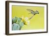 Black-Chinned Hummingbird Female Feeding at Prickly Pear Cactus Flowers, Texas, USA-Larry Ditto-Framed Photographic Print