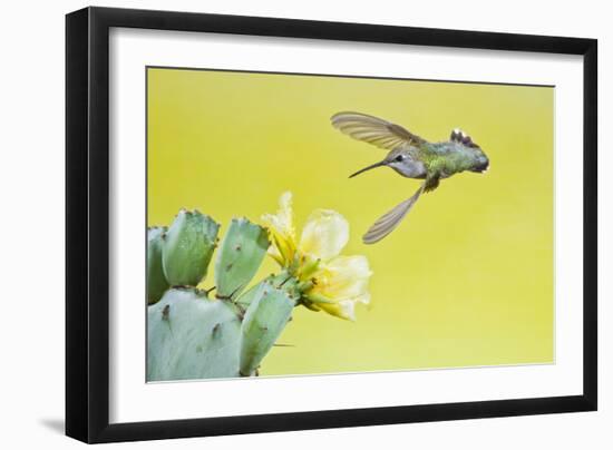 Black-Chinned Hummingbird Female Feeding at Prickly Pear Cactus Flowers, Texas, USA-Larry Ditto-Framed Photographic Print