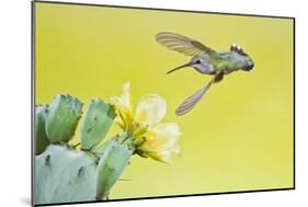 Black-Chinned Hummingbird Female Feeding at Prickly Pear Cactus Flowers, Texas, USA-Larry Ditto-Mounted Photographic Print