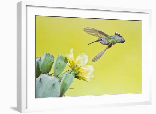 Black-Chinned Hummingbird Female Feeding at Prickly Pear Cactus Flowers, Texas, USA-Larry Ditto-Framed Photographic Print