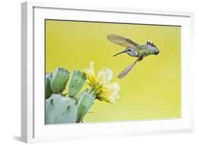 Black-Chinned Hummingbird Female Feeding at Prickly Pear Cactus Flowers, Texas, USA-Larry Ditto-Framed Photographic Print