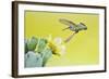 Black-Chinned Hummingbird Female Feeding at Prickly Pear Cactus Flowers, Texas, USA-Larry Ditto-Framed Photographic Print