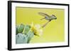 Black-Chinned Hummingbird Female Feeding at Prickly Pear Cactus Flowers, Texas, USA-Larry Ditto-Framed Photographic Print