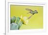 Black-Chinned Hummingbird Female Feeding at Prickly Pear Cactus Flowers, Texas, USA-Larry Ditto-Framed Photographic Print