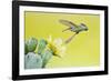 Black-Chinned Hummingbird Female Feeding at Prickly Pear Cactus Flowers, Texas, USA-Larry Ditto-Framed Photographic Print