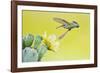 Black-Chinned Hummingbird Female Feeding at Prickly Pear Cactus Flowers, Texas, USA-Larry Ditto-Framed Photographic Print