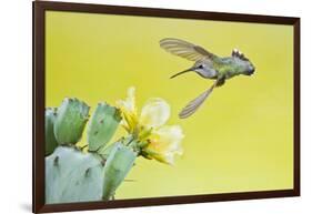 Black-Chinned Hummingbird Female Feeding at Prickly Pear Cactus Flowers, Texas, USA-Larry Ditto-Framed Photographic Print