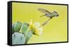 Black-Chinned Hummingbird Female Feeding at Prickly Pear Cactus Flowers, Texas, USA-Larry Ditto-Framed Stretched Canvas