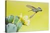 Black-Chinned Hummingbird Female Feeding at Prickly Pear Cactus Flowers, Texas, USA-Larry Ditto-Stretched Canvas