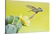 Black-Chinned Hummingbird Female Feeding at Prickly Pear Cactus Flowers, Texas, USA-Larry Ditto-Stretched Canvas