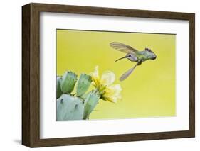 Black-Chinned Hummingbird Female Feeding at Prickly Pear Cactus Flowers, Texas, USA-Larry Ditto-Framed Photographic Print