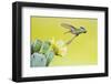 Black-Chinned Hummingbird Female Feeding at Prickly Pear Cactus Flowers, Texas, USA-Larry Ditto-Framed Photographic Print