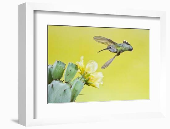 Black-Chinned Hummingbird Female Feeding at Prickly Pear Cactus Flowers, Texas, USA-Larry Ditto-Framed Photographic Print